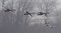 610 - SWAN SQUADRON - KEENE PAUL - united kingdom